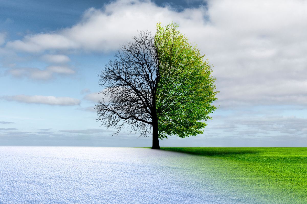 Photo of tree with one side covered in snow and the other green showing transition from winter