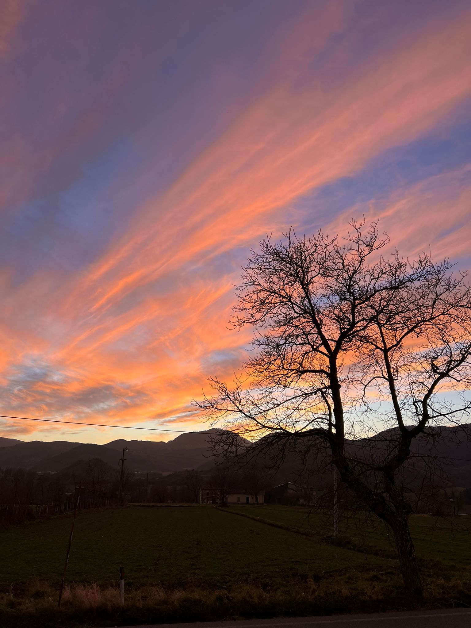 Un tramonto su un campo con un albero in primo piano.