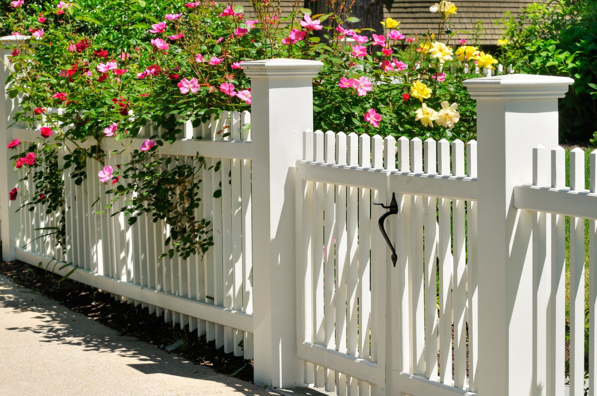 White picket fence with gate, roses in bloom.