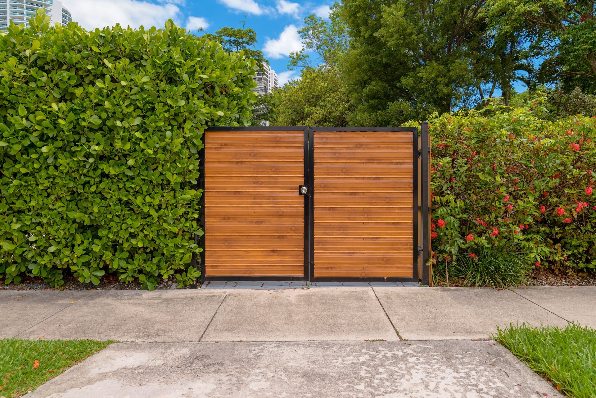 Wooden gate with horizontal slats set in green hedge, concrete sidewalk in front.