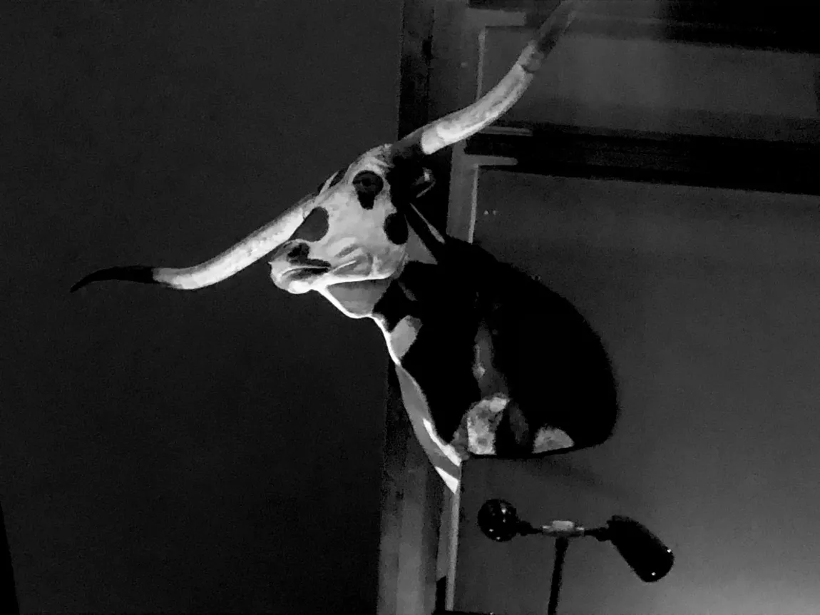 A cow skull with long horns is hanging on a wall.