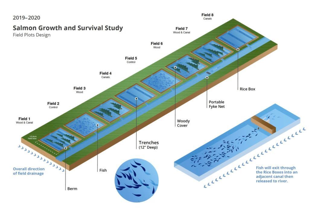 Diagram of a salmon growth and survival study using several field plots.