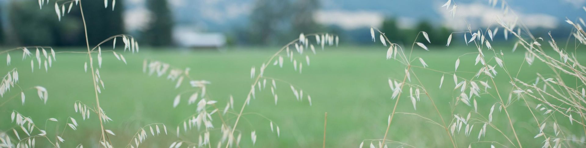 Close-up of white grass in a green field with blurred background of trees and sky.