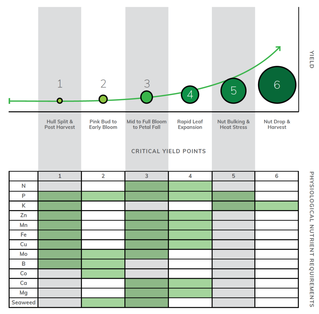 Diagram showing plant growth yield over time with corresponding nutrient requirements across six critical growth stages.