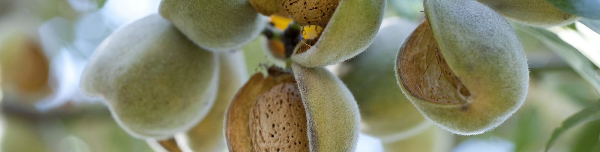 Close-up of almond fruits in various stages of opening on a tree branch, showcasing green husks and brown nuts.