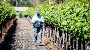 Man walking in vineyard, inspecting grapevines. Rows of green vines, brown posts. Sunny outdoors.