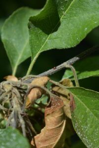 Close-up of tree leaves, some green and healthy, others brown and wilted, attached to a gray branch.