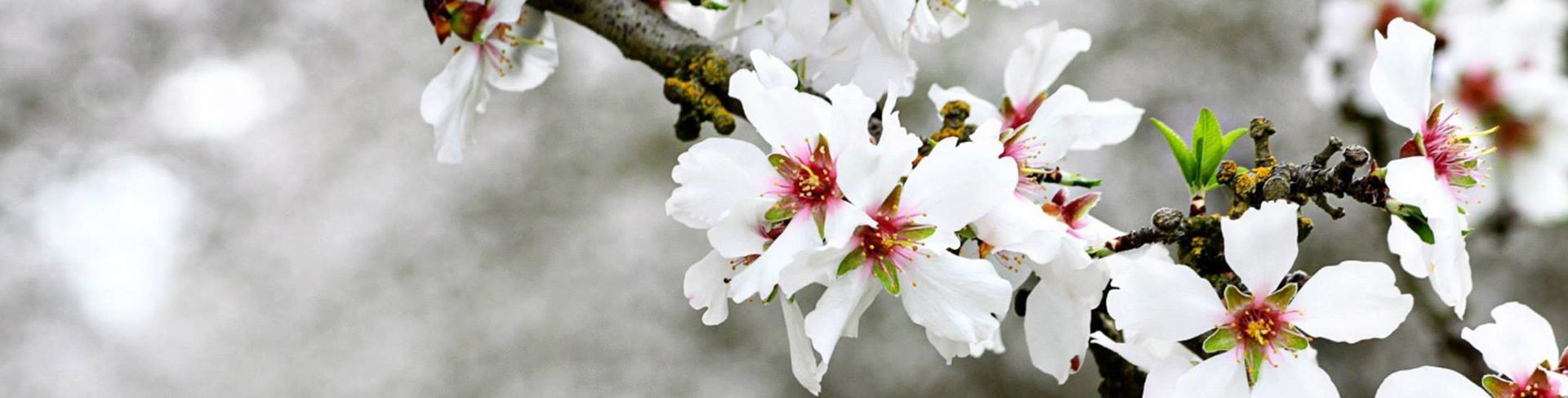 Branch with white almond blossoms against a blurred background.