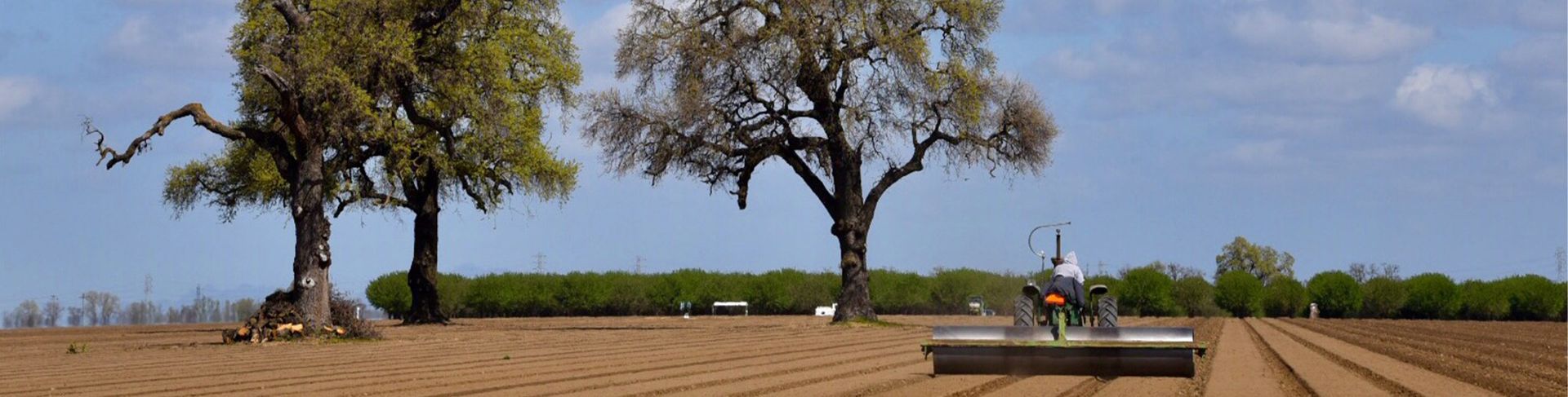 A tractor plows a field between large trees under a blue sky.