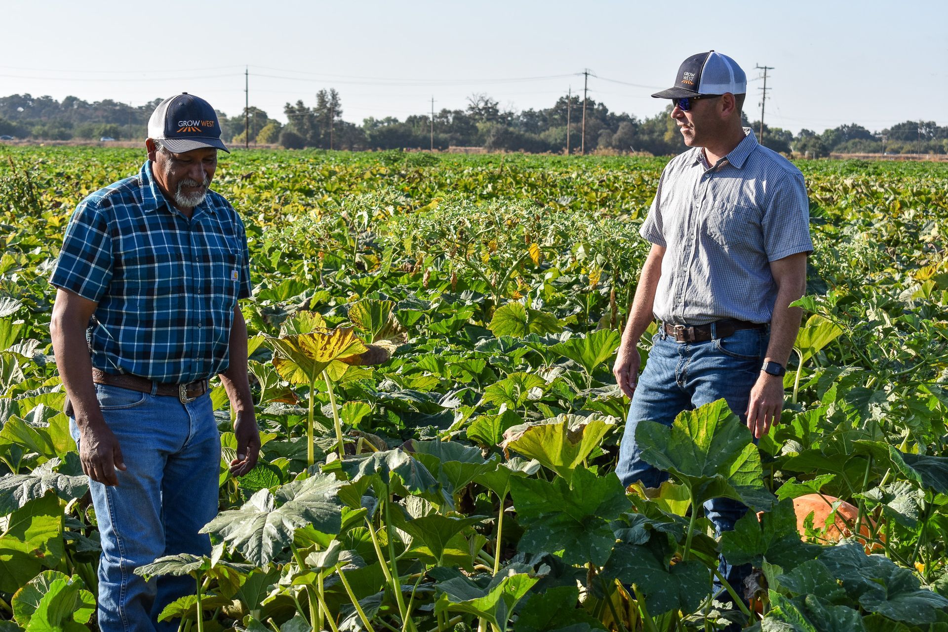 Two men standing in a field of green plants. One wears a plaid shirt, the other a button-down shirt. Sunny day.