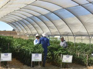 People examining pepper plants under a shade structure on a farm.