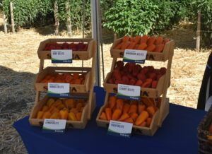Wooden display with orange, red, and yellow bell peppers on a blue table at an outdoor market.