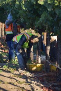 Workers harvesting grapes in a vineyard, wearing safety vests and using buckets.