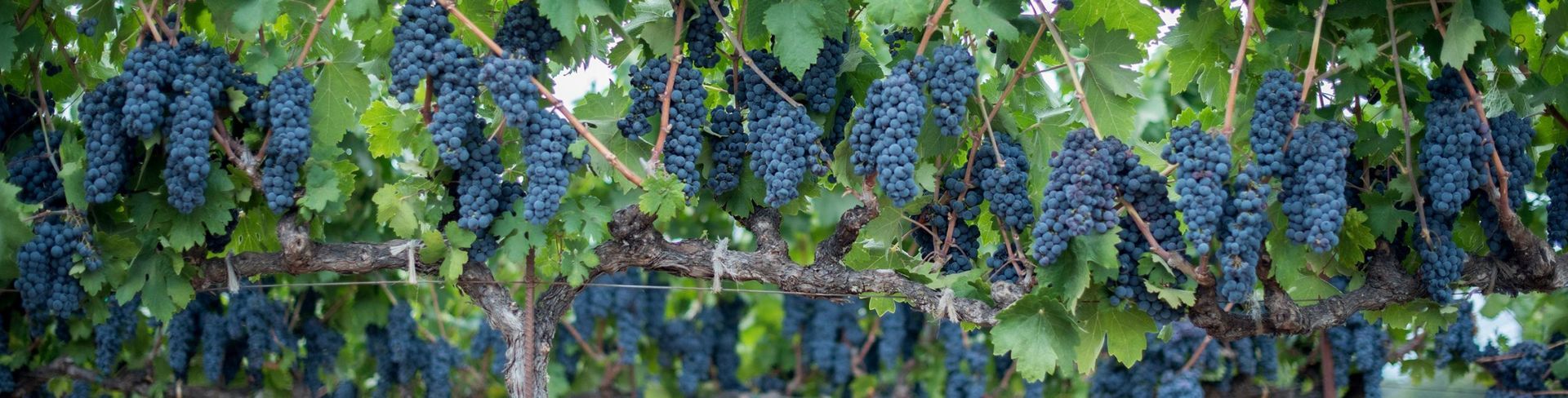 Grape vines laden with dark purple grapes, lush green leaves, and a weathered brown vine.