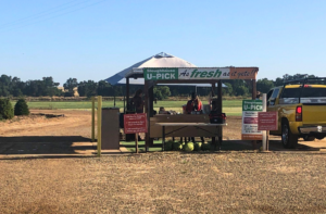Farm stand selling watermelons with a U-Pick sign on a sunny day.