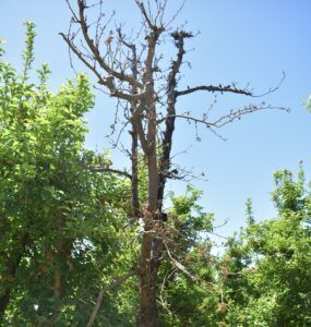 Partially dead tree with bare, dark branches against a blue sky, surrounded by green foliage.