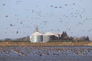 Birds flying over a flooded field with grain silos and a building in the background.