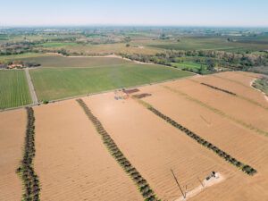 Aerial view of agricultural fields, including rows of trees and crops, under a clear sky.