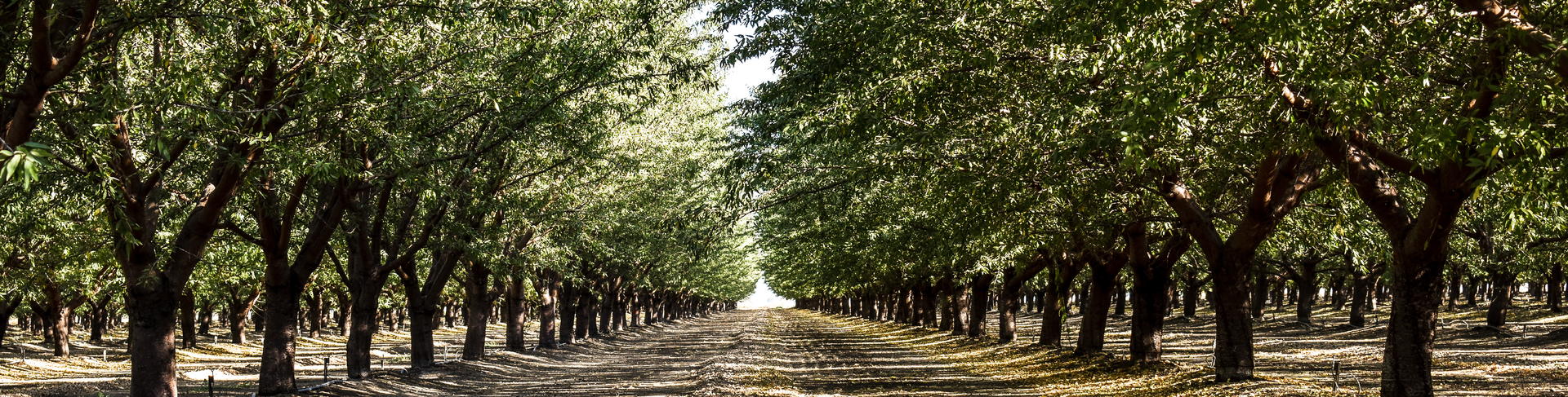 Rows of trees in an orchard, with a dirt path leading toward the sun.