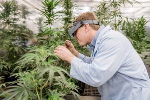 Scientist in lab coat examining cannabis plant with head-mounted magnifier in a greenhouse.