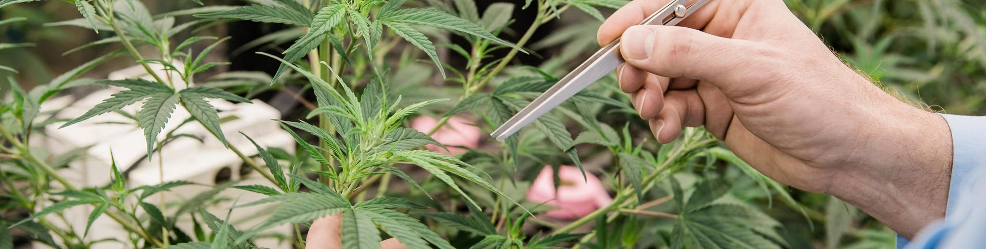 Person uses a tool to inspect cannabis plants.