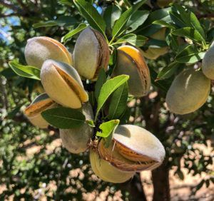 Almonds in green husks, partially open on a tree branch, with green leaves and a blurred background.