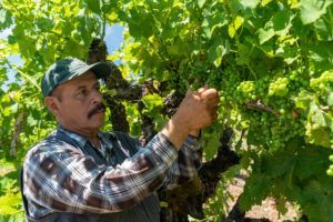 Man inspecting grapes on a vine; outdoors, sunny.