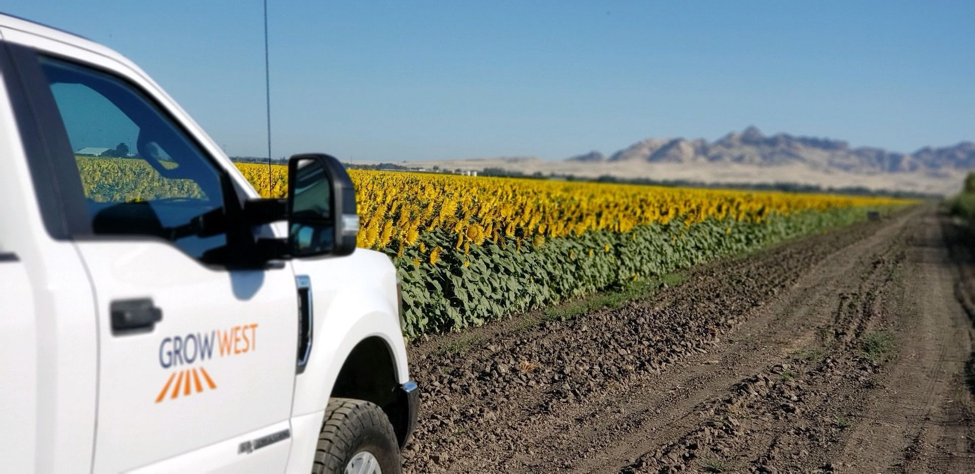 White truck next to a sunflower field with mountains in the background under a blue sky.