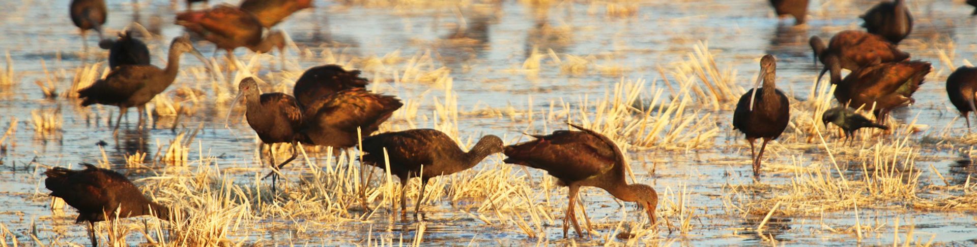Brown birds wading in a marshy field, illuminated by sunlight.