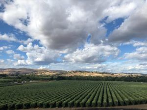 Rows of green plants in a field under a cloudy blue sky, rolling hills in the distance.