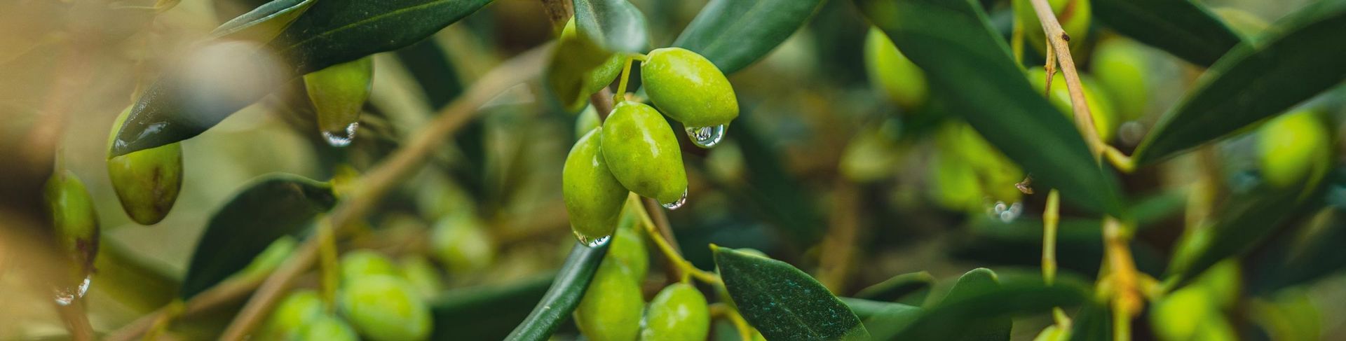 Green olives on a branch with water droplets, close up.