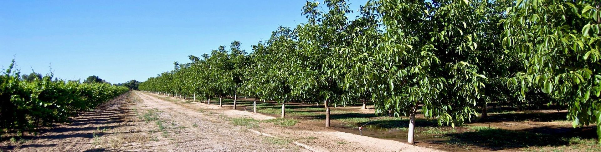 Rows of trees and grape vines under a clear, blue sky on a farm.