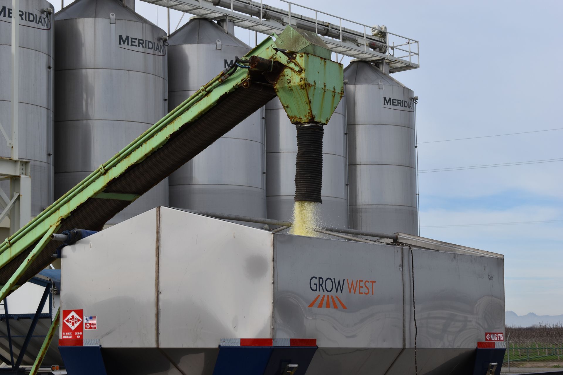 Truck dumping harvested grapes into a processing bin at a winery.