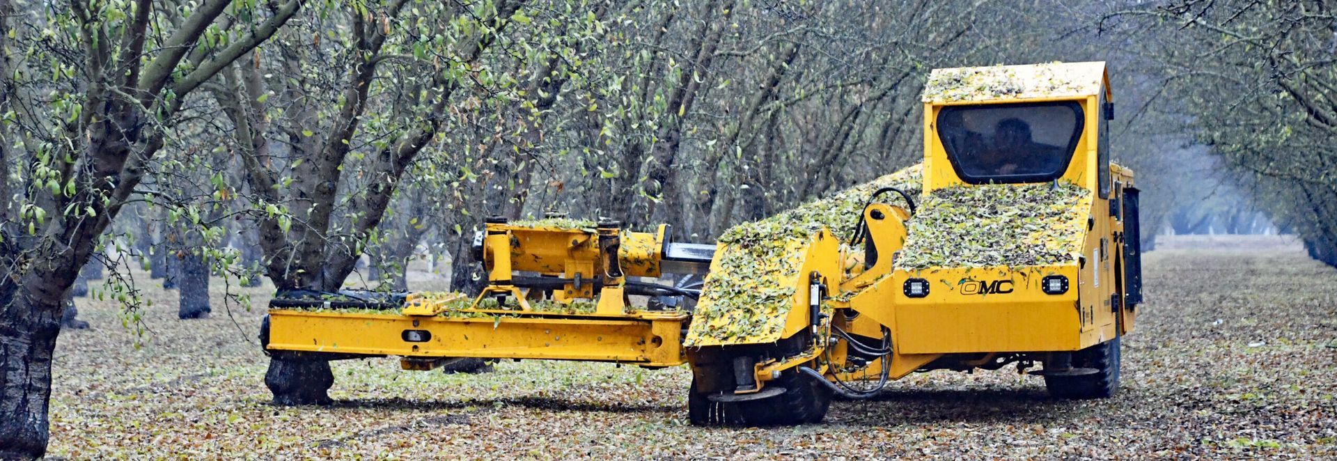 Yellow harvesting machine in an almond orchard.