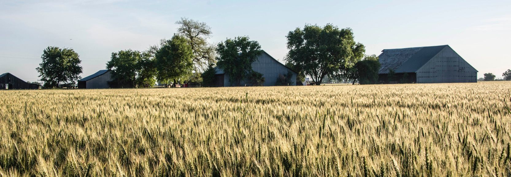 Golden wheat field with farm buildings and trees under a clear sky.