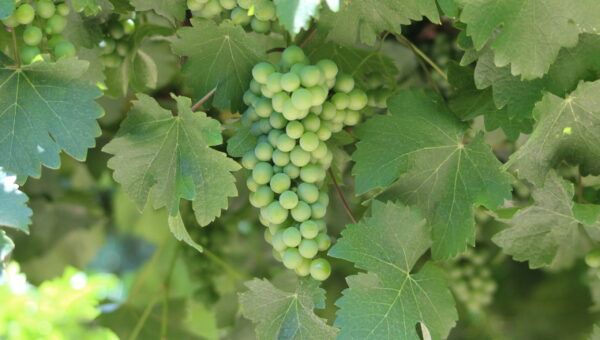 Growing Together – Summer 2025