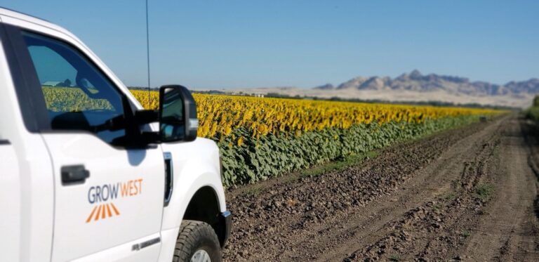 White Grow West truck on dirt road next to sunflower field with mountains in the distance.