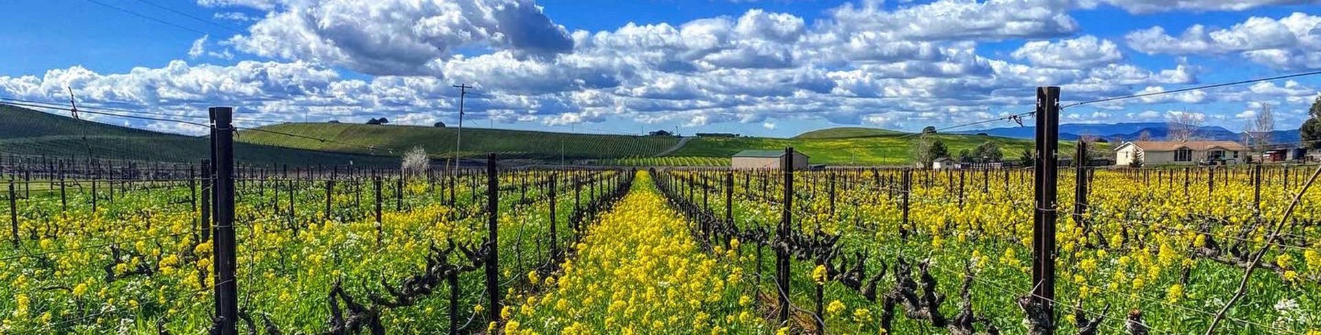 Rows of grapevines with yellow flowers under a cloudy blue sky.
