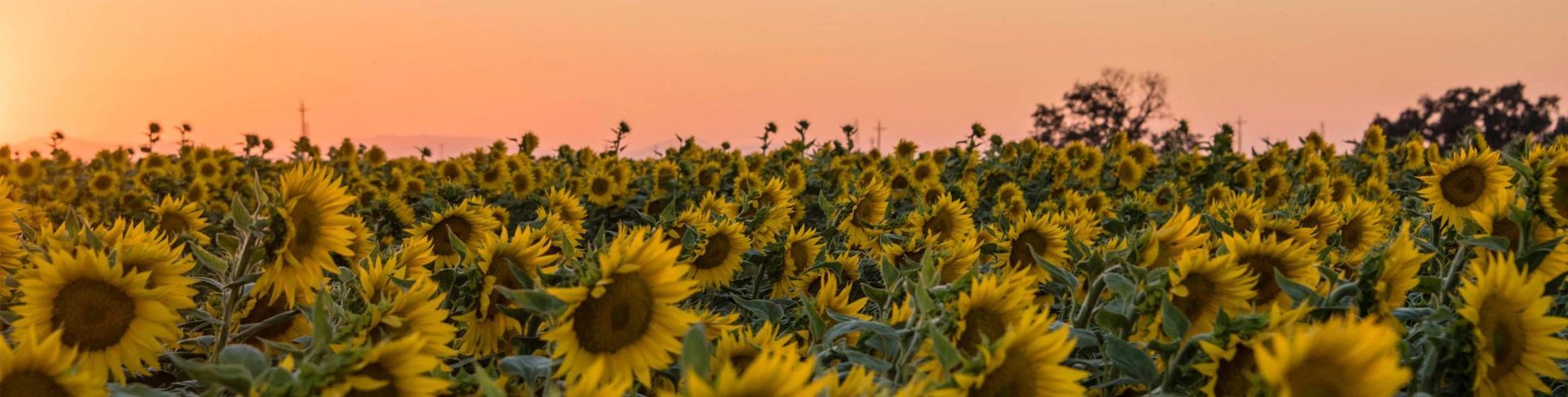 Field of sunflowers at sunset. Yellow blossoms against an orange sky.