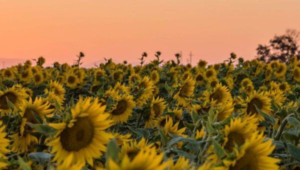 Growing Together – Summer 2021