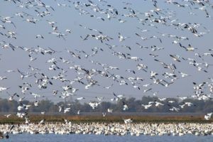 A large flock of white birds in flight over water and land with trees in the background.
