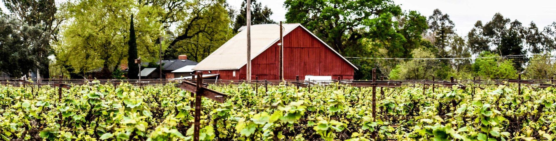 Red barn with a white roof surrounded by green vineyard and trees. Cloudy sky.