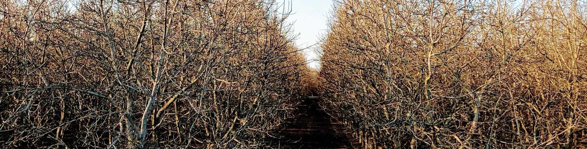 Rows of tall, dried crops border a narrow path leading into the distance.