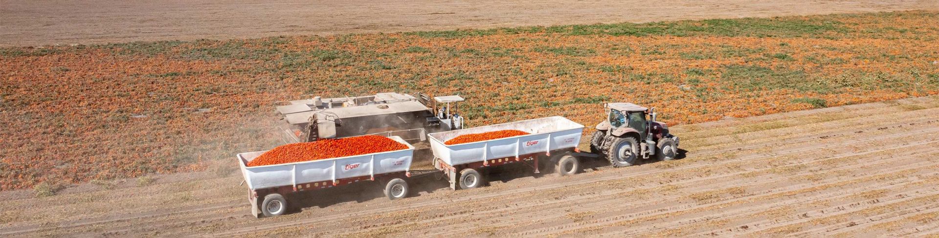 Tractors with trailers filled with tomatoes harvesting in a brown field.
