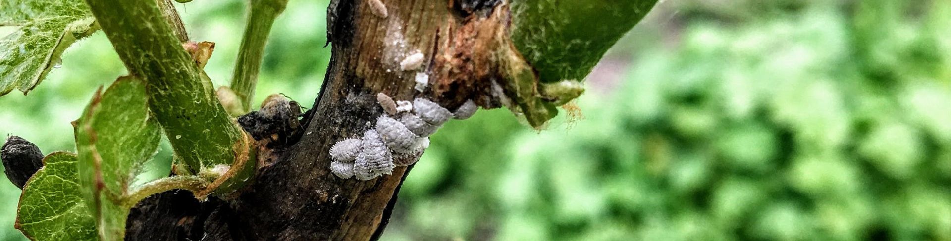 Close-up of a plant stem with clusters of white, cottony scale insects. Green foliage in background.