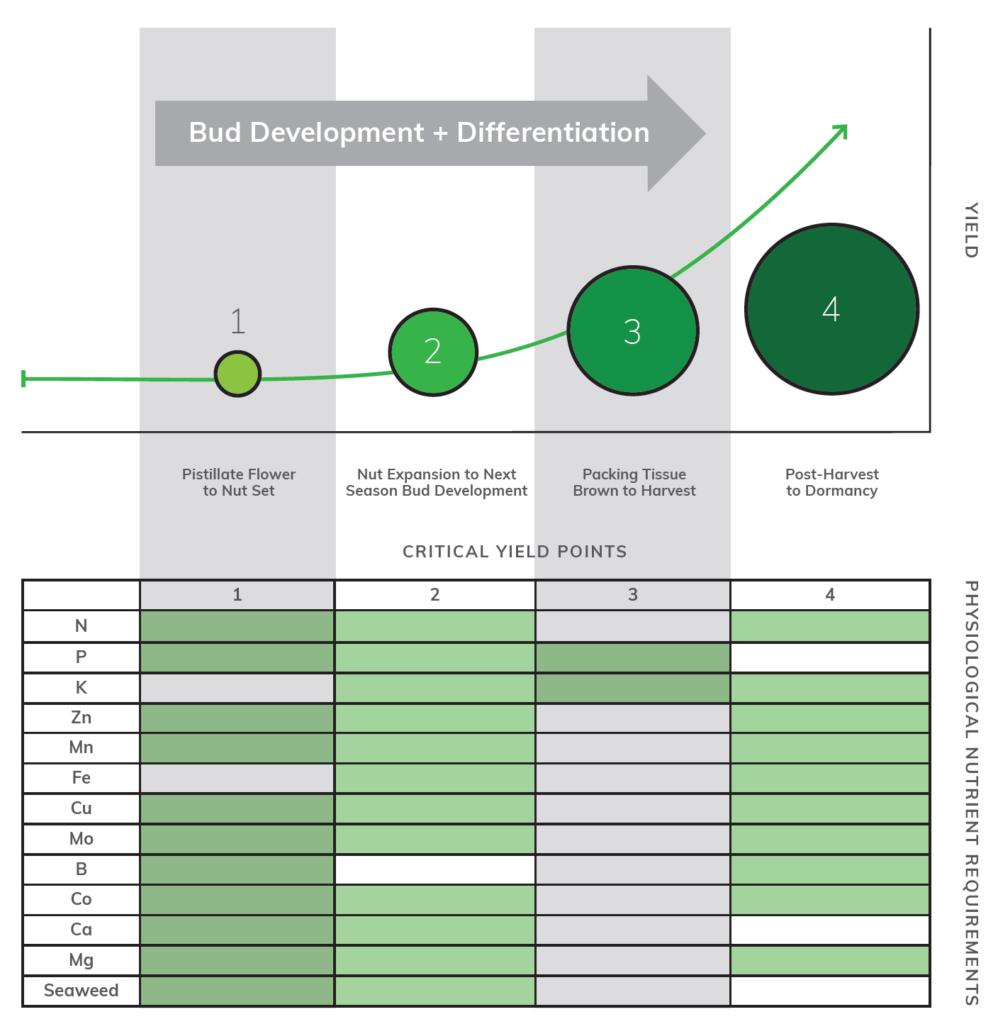 Graph showing bud development stages with corresponding nutrient needs, marked by green circles and bars.