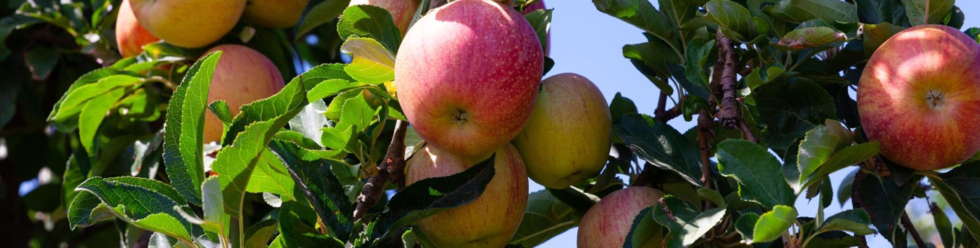 Apples, red and green, hang from a tree branch with green leaves. Blue sky visible.
