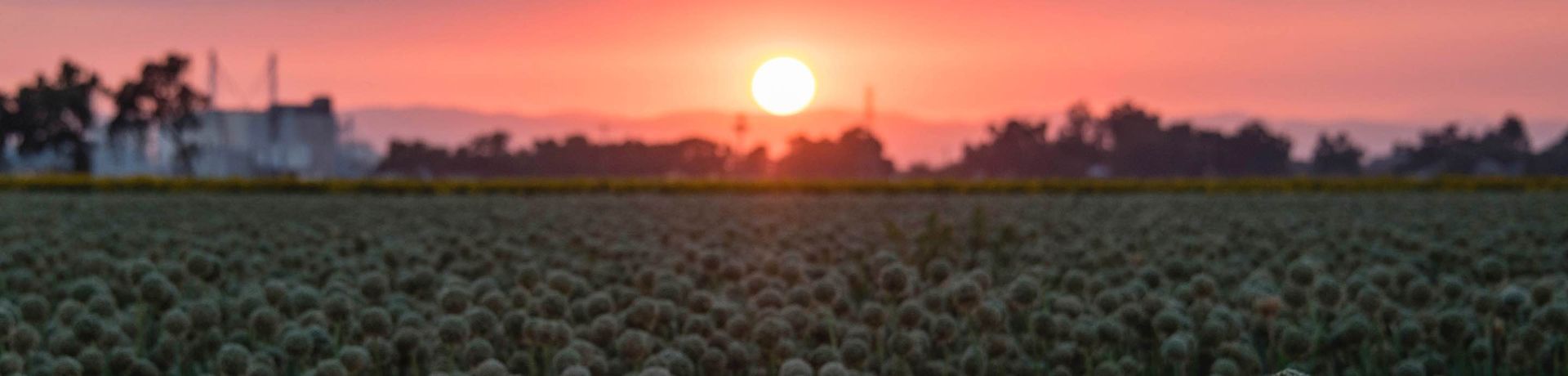 Sunset over a field of plants. The sky is pink and orange. Dark trees and buildings in the distance.