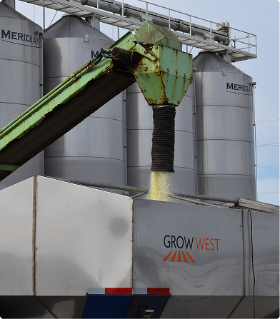 Grain being unloaded from a conveyor into a Grow West truck, with grain silos in the background.