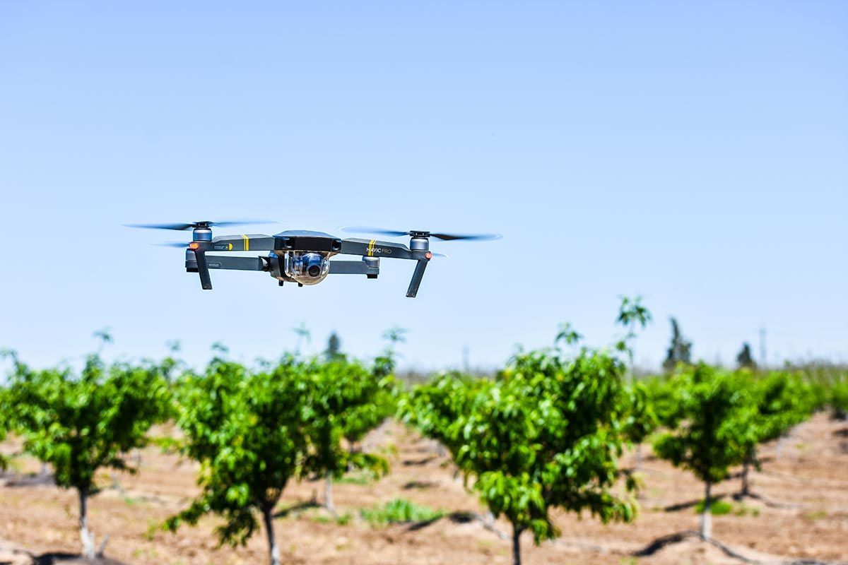 Drone flying over a field of green trees under a blue sky.